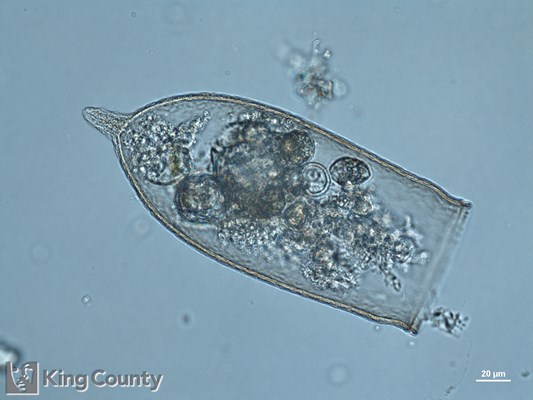 Photo of Favella